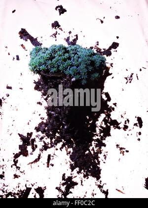 Herabsehen Sie auf sukkulenten Pflanzen und Böden auf weißem Hintergrund Stockfoto