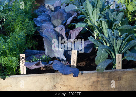 Kleiner Raum Bio Küche Garten Kleingarten Gemüse Gemüse Pflaster Rotkohl Kohl Karotten Cavalo Nero Grünkohl wächst in Hochbeeten UK Stockfoto