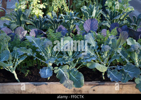 Kleiner Raum Bio Küche Garten Kleingartenanbau Brassica lila Keimung Brokkoli Grünkohl nero de toscano und Grünkohl Karotten in Hochbeeten UK Stockfoto