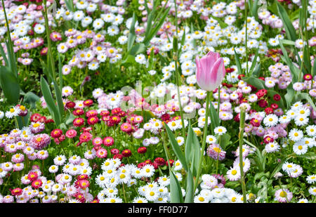 eine rosa Tulpe in bunten und vielfältigen Garten Stockfoto