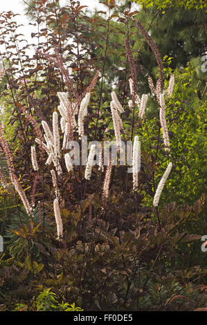 Actaea 'Brunette' Cimicifuga simplex, Sy Actaea simplex Stockfoto