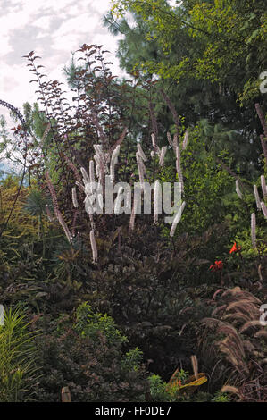 Actaea 'Brunette' Cimicifuga simplex, Sy Actaea simplex Stockfoto