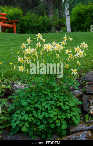 Licht, gelb, weiß, Akelei, Aquilegia chrysantha Stockfoto