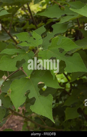 Broussonetia Papyrifera Papier Maulbeerbaum, Schnitzeljagd Stockfoto