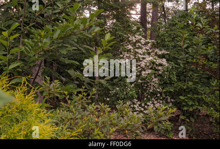 Cornus Angustata EMPRESS OF CHINA Stockfoto