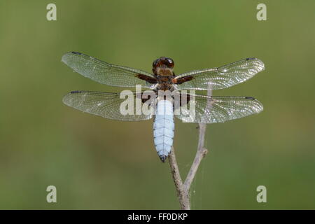 Breit-bodied Chaser Libelle (Libellula Depressa) männlichen in Nordgriechenland Stockfoto