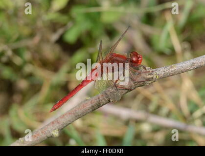 Breite rote Libelle (Crocothemis Saccharopolyspora) in Nordgriechenland Stockfoto