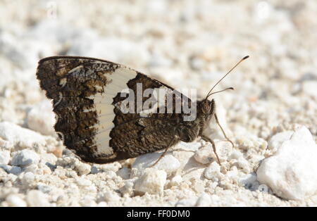 Große Äschen gebändert Schmetterling (Brintesia Circe) in Nordgriechenland Stockfoto
