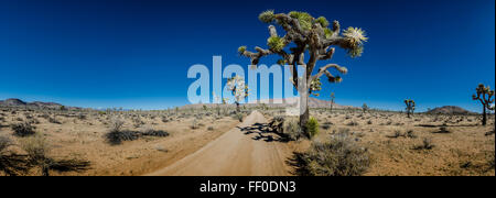 Panorama von Sandy Desert Road mit Joshua Bäume in Südkalifornien an einem vollkommen klaren Tag Stockfoto