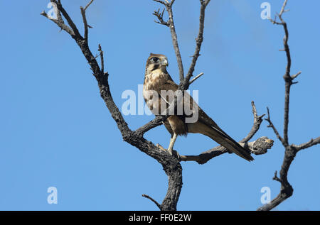 Braune Falke (Falco Berigora), Karumba, Queensland, Australien Stockfoto