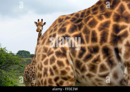 Cape Giraffe Giraffa Plancius junge Blick auf weiblich Stockfoto