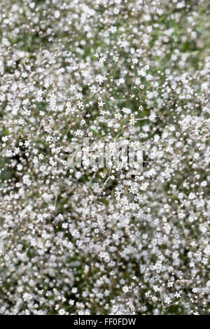 Schleierkraut Paniculata 'Compacta Plena' Blumen. Stockfoto