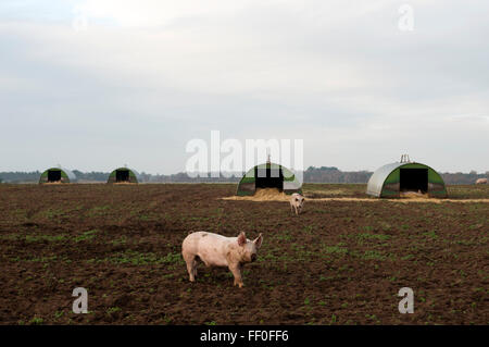 Outdoor-Rasse Schweine, Sutton Heath, Suffolk, UK. Stockfoto