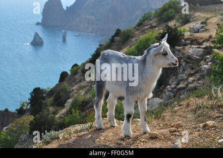 Kleine Ziege stehend auf einem Felsen im Meer Stockfoto