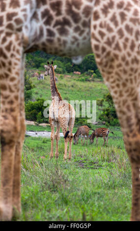 Young Cape Giraffe Giraffa Plancius durch die Beine der Erwachsenen Stockfoto