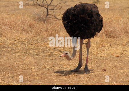 Ein Strauß (Struthio Camelus), beugen den Kopf in der Nähe von seinen Füßen und nachschlagen Stockfoto