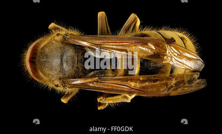Eine Nahaufnahme der europäischen Hornhaut Vespa crabro, die den Rücken des Insekts zeigt. Das Foto wurde in Dänemark aufgenommen und hebt die Merkmale der Hornissen hervor, darunter das Körpermuster, die Flügel und das Gesamtbild. Vespa crabro ist bekannt für sein räuberisches Verhalten und seine Rolle in lokalen Ökosystemen. Stockfoto