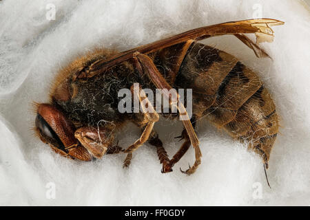 Dieses Bild zeigt eine europäische Hornhaut (Vespa crabro), eine räuberische Wespenart, die in Europa häufig vorkommt. Hornissen sind wichtig für Ökosysteme als Raubtiere anderer Insekten. Stockfoto