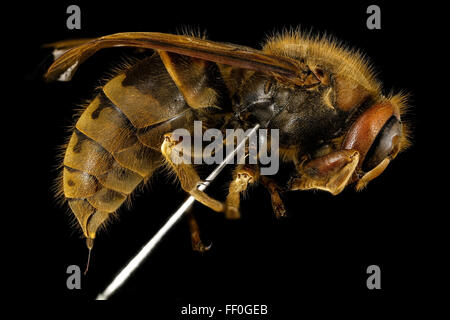 Dieses Bild zeigt eine weibliche europäische Hornisse (Vespa crabro), die von der Seite aufgenommen wurde. Sie hebt die charakteristischen Merkmale der Wespe hervor, die für die Art typisch sind, einschließlich ihrer großen Größe und räuberischen Natur. Das Foto wurde in Dänemark aufgenommen und lieferte wertvolle Daten für die Artendokumentation. Stockfoto