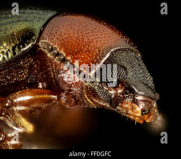 Tenebrionidae Käfer, kleine Stsimons Island, Georgia, face-2016-02-03-1704 Stockfoto