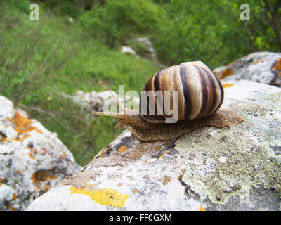 Eine Schnecke kriecht auf einem Stein vor dem Hintergrund der wilden Wald Stockfoto