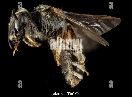 Dieses Bild zeigt eine weibliche Halictus resurgens, eine Bienenart, fotografiert von der Seite in Lesbos, Griechenland. Die Biene gehört zur Familie der Halictidae, die häufig im Mittelmeerraum vorkommt, und ist für die Bestäubung auf den Ägäischen Inseln und in Europa wichtig. Stockfoto