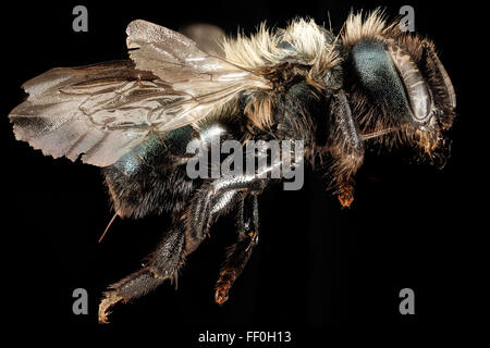 Osmia Paradisica, F, Seite, Nevada, White Pine County 2015-11-20-2329 Stockfoto