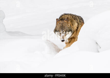 Europäische graue Wolf (Canis Lupus Lupus) zu Fuß in einem verschneiten Bayerischen Wald am Nationalpark in Deutschland, Europa Stockfoto