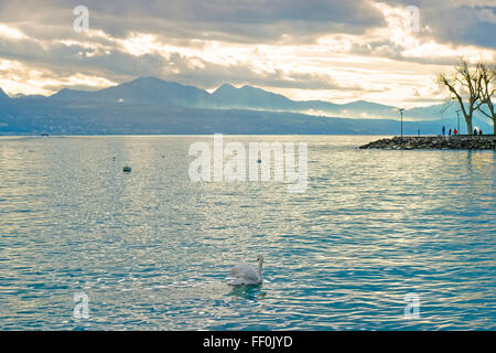 Lausanne-Kai der Genfer See mit Schwan im Winter Ouchy. Lausanne ist eine Stadt in der Schweiz. Ouchy ist ein Hafen und beliebten Seebad in Lausanne. Stockfoto