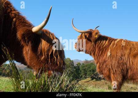Zwei schottische Highland grasende Kühe auf einem Feld in Schottland Stockfoto