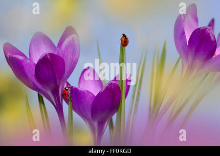 Frühling Krokusse und Seven-spot Ladybird Coccinella punctata Norfolk Februar Stockfoto