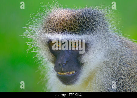 Vervet Affen Chlorocebus Pygerythrus Porträt Stockfoto