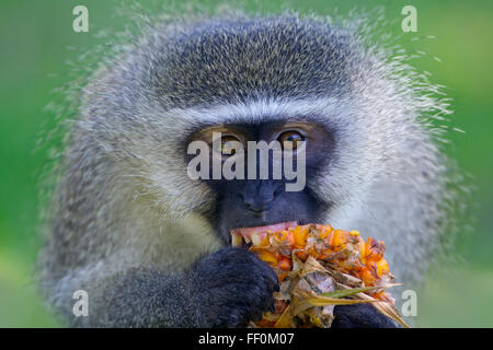 Vervet Affen Chlorocebus Pygerythrus Essen Ananas Stockfoto