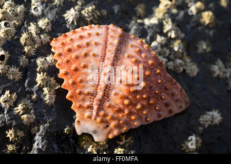 Stück der Schale der Seeigel (Echinoidea) auf Felsen mit Seepocken (Balanidae), La Gomera, Kanarische Inseln, Spanien Stockfoto