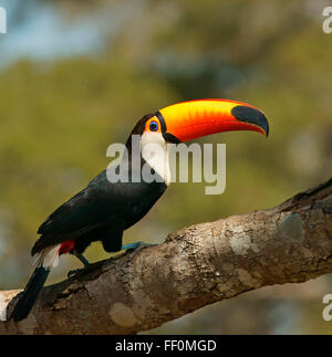Gemeinsamen Tukan oder Riesentukan (Ramphastos Toko) auf Ast, Pantanal, Brasilien Stockfoto