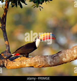 Gemeinsamen Tukan oder Riesentukan (Ramphastos Toko) sitzend auf Ast, Abendlicht, Pantanal, Brasilien Stockfoto