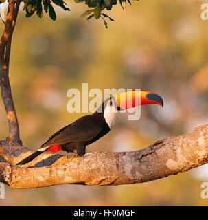 Gemeinsamen Tukan oder Riesentukan (Ramphastos Toko) sitzend auf Ast, Abendlicht, Pantanal, Brasilien Stockfoto