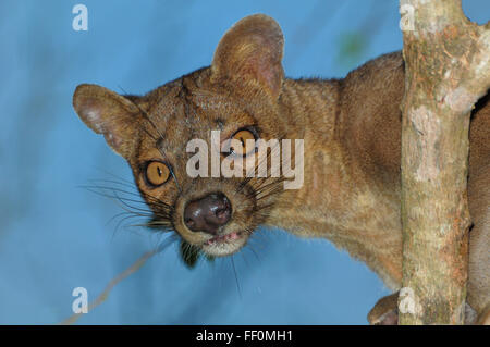 Fossa oder Zibet (Cryptoprocta Ferox), trockenen Wäldern von Kirindy, westlichen Madagaskar Madagaskar Stockfoto