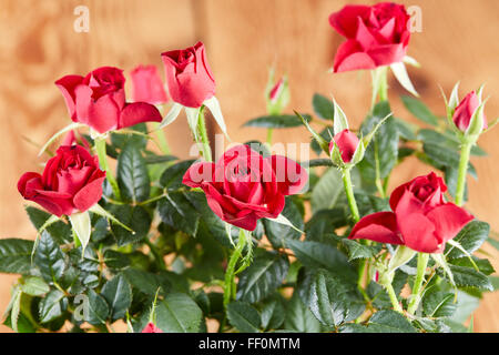 Strauß roter Rosen vor einem hölzernen Hintergrund Stockfoto