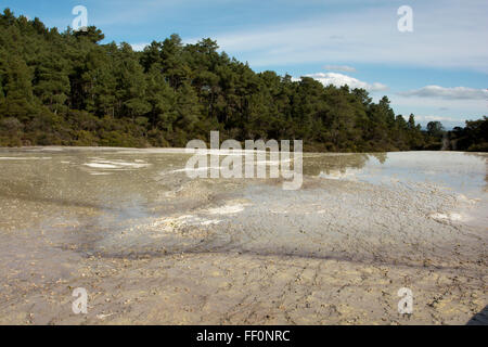 Die Primel-Terrasse ist die größte Sinter-Terrasse in Neuseeland. Es lagert sich die Kieselsäure aufgelöst in der Champagne Pool Stockfoto