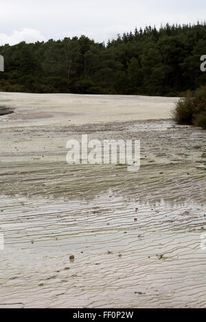 Die Primel-Terrasse ist die größte Sinter-Terrasse in Neuseeland. Es lagert sich die Kieselsäure aufgelöst in der Champagne Pool Stockfoto