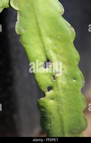 Nahaufnahme von Epiphyllum oder Orchid cactus Stockfoto