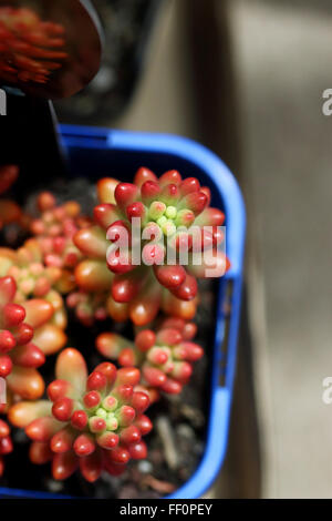 Sedum Rubrotinctum oder Sedum × Rubrotinctum oder auch bekannt als die Jelly Bean-Anlage Stockfoto