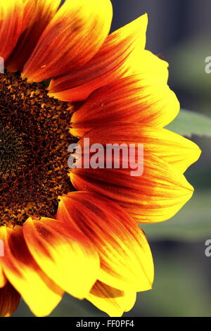 Helianthus Annuus oder bekannt als Golden Prominenz F1 Sonnenblume Stockfoto