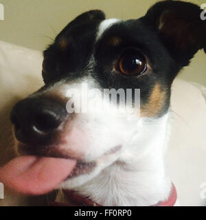 Nahaufnahme des Hundes Zunge Stockfoto