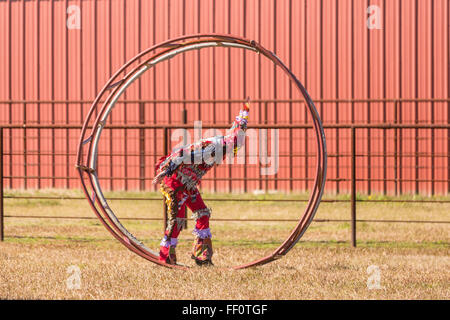 Chatangia, Louisiana, USA. 9. Februar 2016. Ein Cajun Karneval Zecher rollt eine Tiere Stift während den Faquetaique Courir Fasching Chicken Run auf Fat Dienstag, 9. Februar 2016 in Chatangia, Louisiana. Nachtschwärmer toben durch die Landschaft verursachen Unfug und betteln dann feiern, indem Sie tanzen. Stockfoto