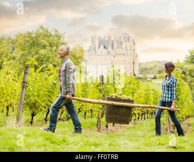 Kaukasischen Bauern tragen Trauben im Weinberg Stockfoto