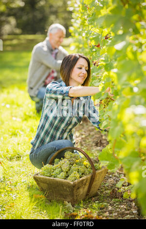 Kaukasischen Bauern Ernte Trauben im Weinberg Stockfoto