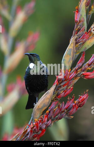 Ein Tui (Prosthemadera Novaeseelandiae) auf eine blühende Neuseeland Flachs. Stockfoto