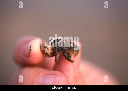 Menschliche Finger halten ein kleiner Einsiedlerkrebs in der Schale. Stockfoto